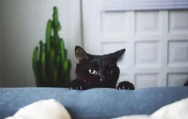 Ветеринары известили мужчину о "смерти" его кота: реакция того стала вирусной (фото)