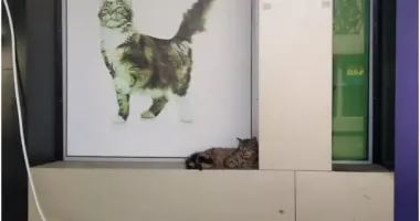 Не смогли оставить на улице: как харьковчане спасают животных во время войны