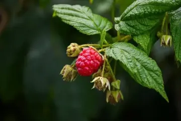 Не сажайте эти растения рядом с малиной: какие соседи уничтожат ее урожай
