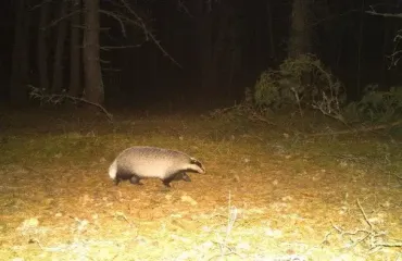 Неприхотливый "толстячок" попал в фотоловушку в Чернобыльской зоне (фото)