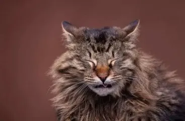 Чи можуть коти плакати: що робити у такому випадку