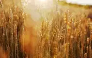 В Україні прогнозують збільшення врожаю на 6%