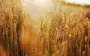 В Україні прогнозують збільшення врожаю на 6%