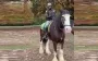 New York police officer surprises Ukrainian woman: recites "Cherry Orchard Near House" on horseback. VIDEO