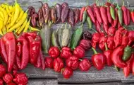 Чарівний світ перцю: історія, користь і найгостріші різновиди