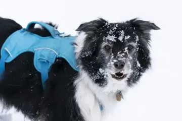 Чи прийде цього року рання зима до України: що кажуть синоптики