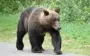 Японія залучила армію для боротьби з ведмедями