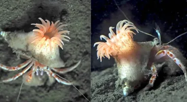 На глубине в 500 метров нашли модного рака-отшельника: он носит бледно-розовый парик (фото)