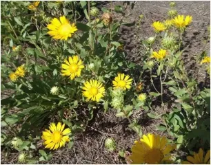 Україною поширюється небезпечна рослина, яку внесли до "чорного списку"