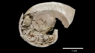 Древние улитки вовсе не откладывали яйца: как миллионы лет назад их детеныши появлялись на свет
