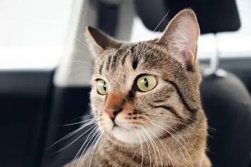 Не покупайте этого котам: ветеринары предупредили об опасных товарах