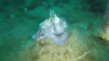 Живуть у воді, холоднішій за лід: дивовижна еволюція крижаних риб Антарктики