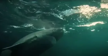 Живуть понад півтисячоліття: вчені назвали найдовгоживучих тварин планети