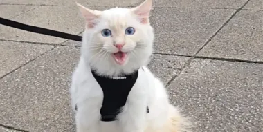 Женщина взяла котика на первую прогулку по улице: его реакция стала мемом (фото)