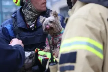 Ужасный обстрел Украины: в Днепре спасатели достали из-под завалов собаку Мишель (фото)