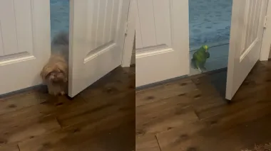 Собака работает, попугай управляет: дуэт животных покорил интернет своим поведением (видео)