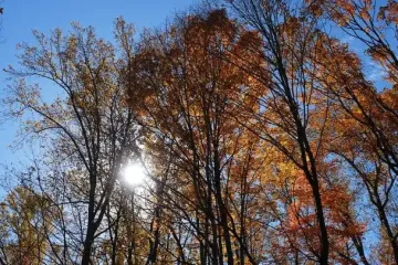 Аномальне тепло у листопаді: несподіваний прогноз синоптикині