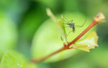 Не только малярия: много ли в Украине опасных комаров и что они могут переносить