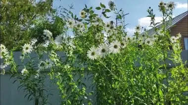 Посадите этот многолетник в ноябре — и он будет цвести непрерывно от весны до глубокой осени