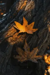 День ангела 10 листопада: кого та як вітати з іменинами