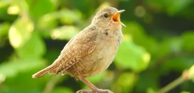 Птицы по всему земному шару поют по утрам: что заставляет пернатых шуметь спозаранку