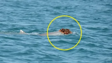 Дельфины бороздят океан в шляпах из морских губок: у животных есть на то веская причина