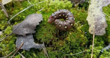 В Чернобыле заметили большую гусеницу, из которой появляется красивая бабочка