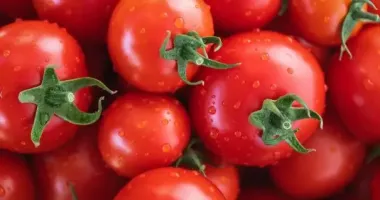 В Украине резко изменились цены на томаты: сколько теперь стоит килограмм