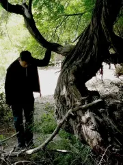 Найдена 416-летняя виноградная лоза — самая старая в мире (фото)