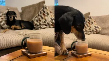 Девушка установила камеру и застала свою собаку за неожиданным занятием (видео)