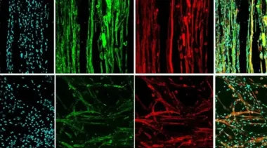 Ученые напечатали мышцы на 3D-принтере в условиях невесомости: путь к созданию органов человека