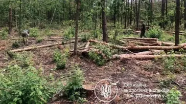 В Житомирской области вандалы вырубили 17 дубов вдоль железной дороги: убытки – более 360 тысяч гривен