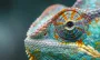 Самые странные глаза в мире: раскрыт секрет того, как хамелеоны движут своими глазами