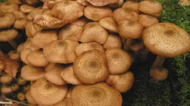 Как и сколько варить опята: пошаговая инструкция и секреты для сохранения цвета