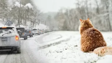 "Это еще не зима": синоптик рассказала, когда в Украине ждать снега и похолодания