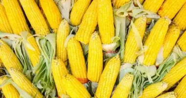 Жительницу Тернопольщины судили за кражу 377 початков кукурузы: какой приговор