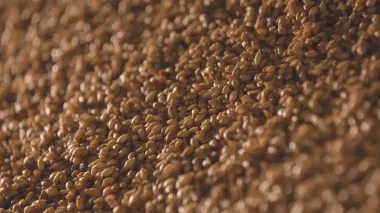 Ukraine's Kernel completes 2025 harvest, forecasts higher corn yields