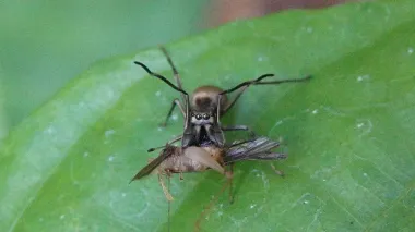 Назван самый странный паук в мире: производит собственное молоко и кормит им детенышей (видео)