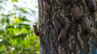 Райское дерево сеет хаос в США: ученые пытаются совладать с "двойным нашествием" захватчиков