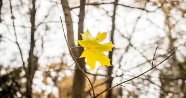 Завтра в Україні очікується до +13 градусів: де буде найтепліше