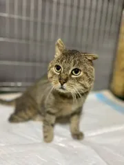 Кота Боба нашли на обочине без трех лап: зооволонтеры просят помочь животному пережить зиму