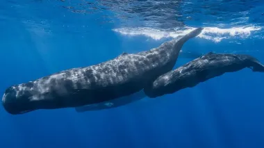 Кашалоты умеют то, что ранее считалось уникальным для человека: что это за способность