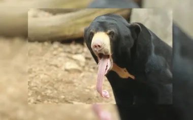 Самого маленького медведя в мире сложно воспринимать серьезно: похож на человека с длинным языком
