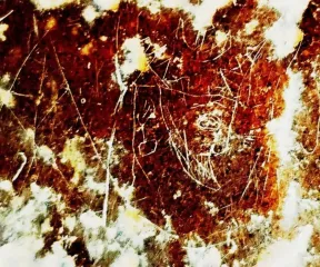 Вырезанное иглой: в древнем городе Истахр на юге Ирана обнаружено изображение сасанидского царя (фото)