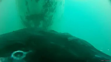 Впервые в истории получена запись кормления детеныша морского гиганта: пьет молоко матери под водой (видео)