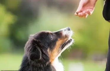Мужчина встретил свою потерянную собаку через 3 года: история растрогала сеть (видео)