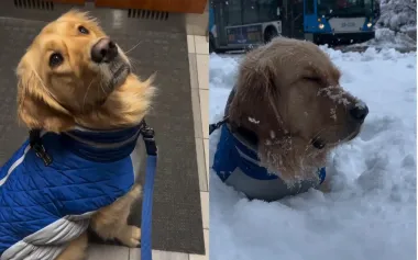 Неприкрытая радость: пес пережил "эпический взрыв счастья" от первого снега (видео)