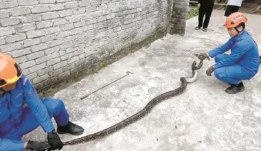 Мужчина принял 13-килограммового питона за веревку и чуть не угодил в ловушку