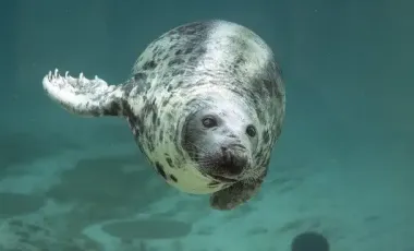 Умер самый старый тюлень в неволе: сколько лет было животному (фото)