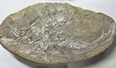 В окаменелой рвоте нашли вымерший вид: ученые думали, что это рыба, но сильно ошибались